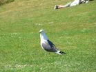 Mouette