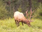 Cerf (Elk)