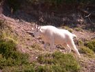 Chèvre de montagne