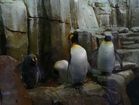 Pinguins du Biodôme
