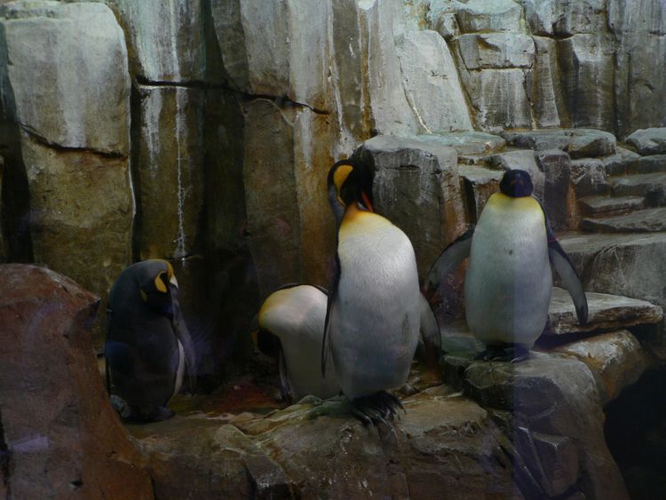 Pinguins du Biodme