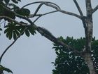 Iguane sur un arbre