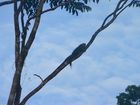 Iguane sur un arbre