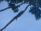 Iguane sur un arbre