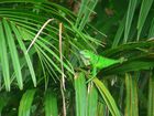 Iguane vert