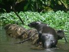 Loutre