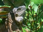 Iguane