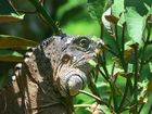 Iguane