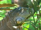 Iguane