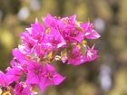 Bougainvillier