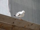 Mouette