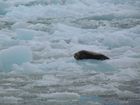 IMG_3433.JPG