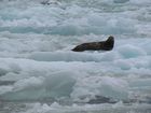 IMG_3434.JPG