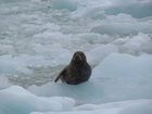 IMG_3442.JPG