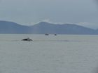 IMG_3684.JPG