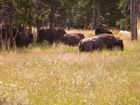 Bisons