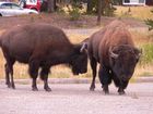 Bisons