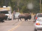 Bisons sur la route