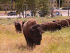 Bisons