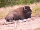 Bison