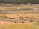 Troupeau de bisons