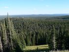 Forêt