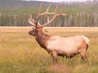 Cerf (Elk)