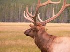 Cerf (Elk)