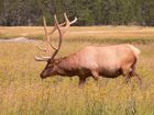 Cerf (Elk)