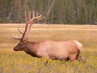 Cerf (Elk)