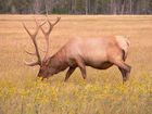 Cerf (Elk)