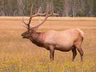 Cerf (Elk)