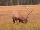 Cerf (Elk)