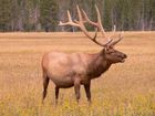 Cerf (Elk)