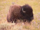 Bison