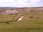 Troupeau de bisons