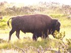 Bison