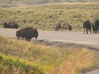 Bisons sur la route