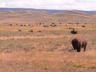 Troupeau de bisons