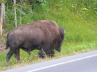 Bison