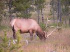 Cerf (Elk)