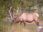 Cerf (Elk)