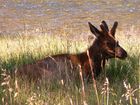 Cerf (Elk)