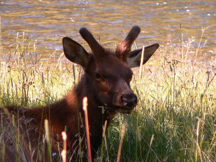 Cerf (Elk)