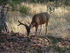 Cerf