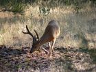 Cerf